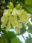 Tecomanthe  Yellow Flowering